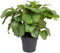 Goed & Groen - Calathea orbifolia - ↨ 70cm - Potmaat 27 - Exclusieve Kwaliteit Planten - Kamer Plant - Kamerplanten - Sfeer - Interieur
