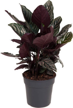 Goed & Groen - Calathea Ornata - ↨ 80cm - Potmaat 27 - Exclusieve Kwaliteit Planten - Kamer Plant - Kamerplanten - Sfeer - Interieur