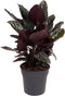 Goed & Groen - Calathea Ornata - ↨ 80cm - Potmaat 27 - Exclusieve Kwaliteit Planten - Kamer Plant - Kamerplanten - Sfeer - Interieur