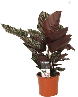 Goed & Groen - Calathea Ornata Sanderiana - ↨ 40cm - Potmaat 14 - Exclusieve Kwaliteit Planten - Kamer Plant - Kamerplanten - Sfeer - Interieur