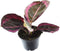 Goed & Groen - Calathea Princess Jessie - ↨ 20cm - Potmaat 7 - Exclusieve Kwaliteit Planten - Kamer Plant - Kamerplanten - Sfeer - Interieur