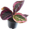 Goed & Groen - Calathea Princess Jessie - ↨ 20cm - Potmaat 7 - Exclusieve Kwaliteit Planten - Kamer Plant - Kamerplanten - Sfeer - Interieur