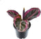 Goed & Groen - Calathea Princess Jessie - ↨ 20cm - Potmaat 7 - Exclusieve Kwaliteit Planten - Kamer Plant - Kamerplanten - Sfeer - Interieur