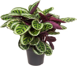 Goed & Groen - Calathea roseopicta 'Angela' - ↨ 80cm - Potmaat 27 - Exclusieve Kwaliteit Planten - Kamer Plant - Kamerplanten - Sfeer - Interieur