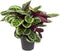 Goed & Groen - Calathea roseopicta 'Angela' - ↨ 80cm - Potmaat 27 - Exclusieve Kwaliteit Planten - Kamer Plant - Kamerplanten - Sfeer - Interieur