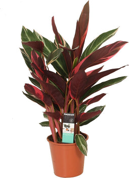 Goed & Groen - Calathea Triostar - ↨ 80cm - Potmaat 19 - Exclusieve Kwaliteit Planten - Kamer Plant - Kamerplanten - Sfeer - Interieur