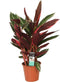 Goed & Groen - Calathea Triostar - ↨ 80cm - Potmaat 19 - Exclusieve Kwaliteit Planten - Kamer Plant - Kamerplanten - Sfeer - Interieur