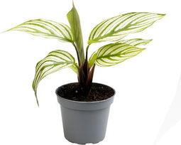 Goed & Groen - Calathea Vittata - ↨ 14cm - Potmaat 6 - Exclusieve Kwaliteit Planten - Kamer Plant - Kamerplanten - Sfeer - Interieur