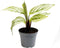 Goed & Groen - Calathea Vittata - ↨ 14cm - Potmaat 6 - Exclusieve Kwaliteit Planten - Kamer Plant - Kamerplanten - Sfeer - Interieur