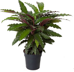 Goed & Groen - Calathea Wavestar - ↨ 70cm - Potmaat 19 - Exclusieve Kwaliteit Planten - Kamer Plant - Kamerplanten - Sfeer - Interieur