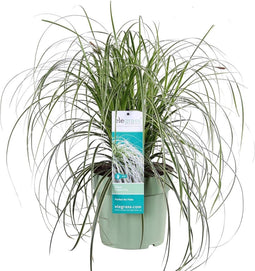 Goed & Groen - Carex 'Feather Falls' - ↨ 45cm - Potmaat 23 - Exclusieve Kwaliteit Planten - Tuin Plant - Tuinplanten - Sfeer - Exterieur