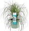 Goed & Groen - Carex 'Feather Falls' - ↨ 45cm - Potmaat 23 - Exclusieve Kwaliteit Planten - Tuin Plant - Tuinplanten - Sfeer - Exterieur