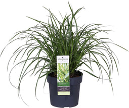 Goed & Groen - Carex morrowii 'Ice Dance' - ↨ 45cm - Potmaat 19 - Exclusieve Kwaliteit Planten - Tuin Plant - Tuinplanten - Sfeer - Exterieur