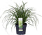 Goed & Groen - Carex morrowii 'Ice Dance' - ↨ 45cm - Potmaat 19 - Exclusieve Kwaliteit Planten - Tuin Plant - Tuinplanten - Sfeer - Exterieur