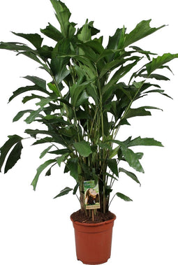 Goed & Groen - Caryota mitis - ↨ 100cm - Potmaat 21 - Exclusieve Kwaliteit Planten - Kamer Plant - Kamerplanten - Sfeer - Interieur