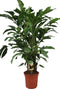 Goed & Groen - Caryota mitis - ↨ 100cm - Potmaat 21 - Exclusieve Kwaliteit Planten - Kamer Plant - Kamerplanten - Sfeer - Interieur