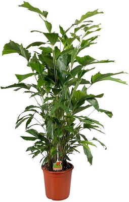 Goed & Groen - Caryota Mitis - XL - ↨ 120cm - Potmaat 24 - Exclusieve Kwaliteit Planten - Kamer Plant - Kamerplanten - Sfeer - Interieur