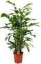 Goed & Groen - Caryota Mitis - XL - ↨ 120cm - Potmaat 24 - Exclusieve Kwaliteit Planten - Kamer Plant - Kamerplanten - Sfeer - Interieur