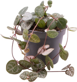 Goed & Groen - Ceropegia Woodii - ↨ 10cm - Potmaat 6 - Exclusieve Kwaliteit Planten - Kamer Plant - Kamerplanten - Sfeer - Interieur