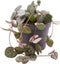 Goed & Groen - Ceropegia Woodii - ↨ 10cm - Potmaat 6 - Exclusieve Kwaliteit Planten - Kamer Plant - Kamerplanten - Sfeer - Interieur