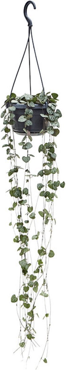Goed & Groen - Ceropegia woodii (hangplant) - ↨ 40cm - Potmaat 12 - Exclusieve Kwaliteit Planten - Kamer Plant - Kamerplanten - Sfeer - Interieur
