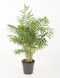 Goed & Groen - Chamaedora Elegans - ↨ 80cm - Potmaat 24 - Exclusieve Kwaliteit Planten - Kamer Plant - Kamerplanten - Sfeer - Interieur