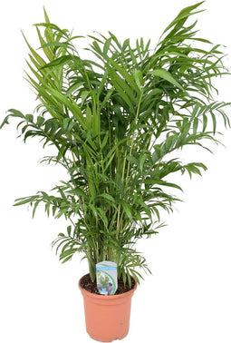 Goed & Groen - Chamaedora Elegans - ↨ 95cm - Potmaat 20 - Exclusieve Kwaliteit Planten - Kamer Plant - Kamerplanten - Sfeer - Interieur