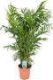 Goed & Groen - Chamaedora Elegans - ↨ 95cm - Potmaat 20 - Exclusieve Kwaliteit Planten - Kamer Plant - Kamerplanten - Sfeer - Interieur
