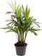 Goed & Groen - Chamaedorea Elegans - ↨ 15cm - Potmaat 6 - Exclusieve Kwaliteit Planten - Kamer Plant - Kamerplanten - Sfeer - Interieur