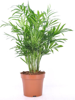 Goed & Groen - Chamaedorea elegans - ↨ 40cm - Potmaat 12 - Exclusieve Kwaliteit Planten - Kamer Plant - Kamerplanten - Sfeer - Interieur