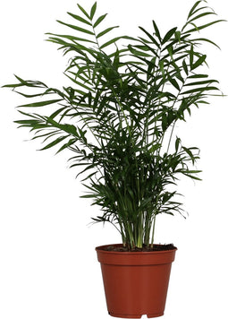 Goed & Groen - Chamaedorea Elegans - ↨ 55cm - Potmaat 17 - Exclusieve Kwaliteit Planten - Kamer Plant - Kamerplanten - Sfeer - Interieur