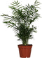 Goed & Groen - Chamaedorea Elegans - ↨ 55cm - Potmaat 17 - Exclusieve Kwaliteit Planten - Kamer Plant - Kamerplanten - Sfeer - Interieur