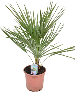 Goed & Groen - Chamaerops humilis - ↨ 70cm - Potmaat 18 - Exclusieve Kwaliteit Planten - Kamer Plant - Kamerplanten - Sfeer - Interieur