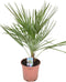 Goed & Groen - Chamaerops humilis - ↨ 70cm - Potmaat 18 - Exclusieve Kwaliteit Planten - Kamer Plant - Kamerplanten - Sfeer - Interieur