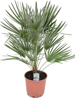 Goed & Groen - Chamaerops humilis - ↨ 90cm - Potmaat 24 - Exclusieve Kwaliteit Planten - Kamer Plant - Kamerplanten - Sfeer - Interieur