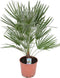 Goed & Groen - Chamaerops humilis - ↨ 90cm - Potmaat 24 - Exclusieve Kwaliteit Planten - Kamer Plant - Kamerplanten - Sfeer - Interieur