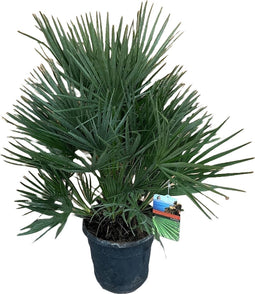 Goed & Groen - Chamaerops humilis - XL - ↨ 100cm - Potmaat 30 - Exclusieve Kwaliteit Planten - Kamer Plant - Kamerplanten - Sfeer - Interieur