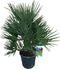 Goed & Groen - Chamaerops humilis - XL - ↨ 100cm - Potmaat 30 - Exclusieve Kwaliteit Planten - Kamer Plant - Kamerplanten - Sfeer - Interieur