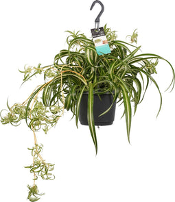 Goed & Groen - Chlorophytum comosum 'Bonnie' - ↨ 40cm - Potmaat 17 - Exclusieve Kwaliteit Planten - Kamer Plant - Kamerplanten - Sfeer - Interieur