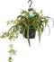 Goed & Groen - Chlorophytum comosum 'Bonnie' - ↨ 40cm - Potmaat 17 - Exclusieve Kwaliteit Planten - Kamer Plant - Kamerplanten - Sfeer - Interieur