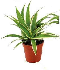 Goed & Groen - Chlorophytum comosum 'Ocean' - ↨ 10cm - Potmaat 6 - Exclusieve Kwaliteit Planten - Kamer Plant - Kamerplanten - Sfeer - Interieur