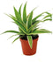Goed & Groen - Chlorophytum comosum 'Ocean' - ↨ 10cm - Potmaat 6 - Exclusieve Kwaliteit Planten - Kamer Plant - Kamerplanten - Sfeer - Interieur