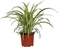 Goed & Groen - Chlorophytum comosum ‘Variegatum’ - ↨ 25cm - Potmaat 12 - Exclusieve Kwaliteit Planten - Kamer Plant - Kamerplanten - Sfeer - Interieur