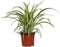 Goed & Groen - Chlorophytum comosum ‘Variegatum’ - ↨ 25cm - Potmaat 12 - Exclusieve Kwaliteit Planten - Kamer Plant - Kamerplanten - Sfeer - Interieur