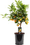 Goed & Groen - Citrus Calamondin - ↨ 65cm - Potmaat 19 - Exclusieve Kwaliteit Planten - Kamer Plant - Kamerplanten - Sfeer - Interieur