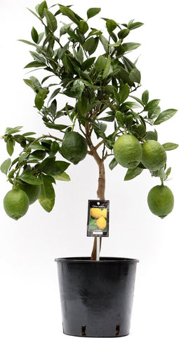 Goed & Groen - Citrus Lemon - ↨ 80cm - Potmaat 22 - Exclusieve Kwaliteit Planten - Kamer Plant - Kamerplanten - Sfeer - Interieur