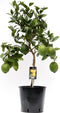 Goed & Groen - Citrus Lemon - ↨ 80cm - Potmaat 22 - Exclusieve Kwaliteit Planten - Kamer Plant - Kamerplanten - Sfeer - Interieur