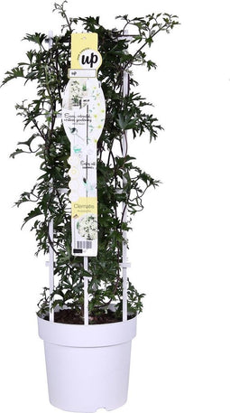 Goed & Groen - Clematis 'Avalanche' - ↨ 75cm - Potmaat 23 - Exclusieve Kwaliteit Planten - Tuin Plant - Tuinplanten - Sfeer - Exterieur