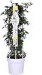 Goed & Groen - Clematis 'Avalanche' - ↨ 75cm - Potmaat 23 - Exclusieve Kwaliteit Planten - Tuin Plant - Tuinplanten - Sfeer - Exterieur
