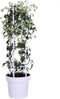 Goed & Groen - Clematis 'Avalanche' - ↨ 75cm - Potmaat 23 - Exclusieve Kwaliteit Planten - Tuin Plant - Tuinplanten - Sfeer - Exterieur